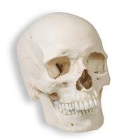 Name:  skull_04.JPG
Views: 125
Size:  4.4 KB