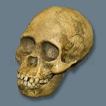 Name:  skull_africanus.jpg
Views: 123
Size:  17.3 KB