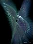 BadAssButterfly
