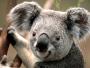 ILoveAnimals